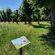 Blühwiese auf dem Friedhof, Juni 2022 (© Gedenkstätte Großschweidnitz)