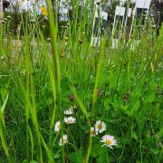 Wiesenfläche auf dem ehemaligen Anstaltsfriedhof (Foto: Verein)