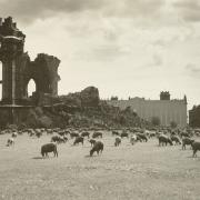 Ruine mit weidender Schafherde, 1957 (© SLUB Dresden / Deutsche Fotothek / Walter Möbius)